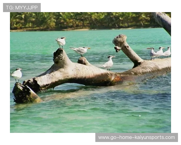 多米尼加国家体育局推动全民健身运动,多米尼加共和国联赛 多米尼加国家体育局推动全民健身运动,多米尼加共和国联赛